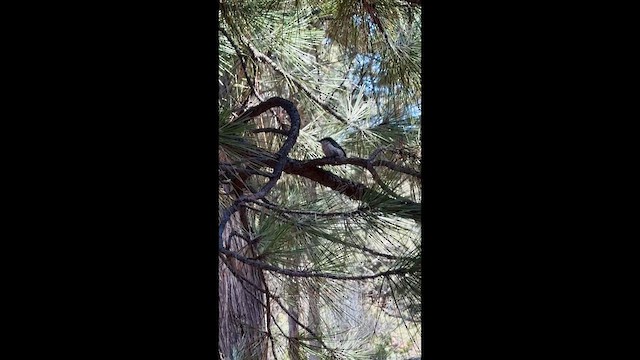 Повзик-крихітка - ML647397173