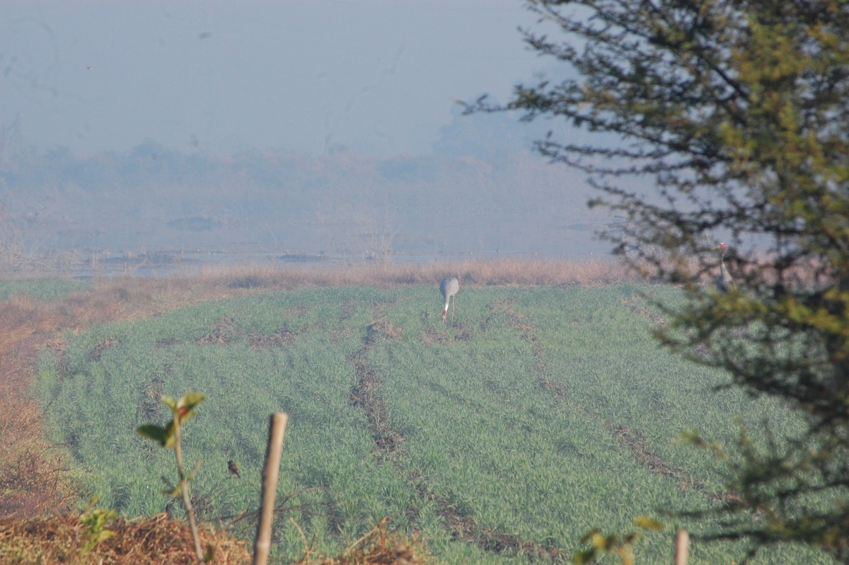 Sarus Crane - ML647397180