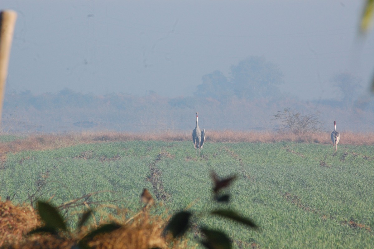 Sarus Crane - ML647397182