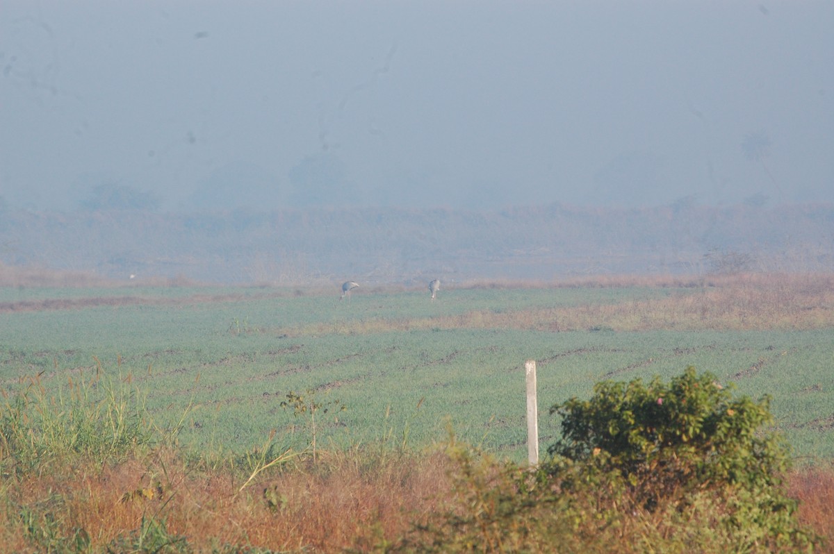 Sarus Crane - ML647397183