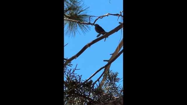 雀形目 - ML647397185