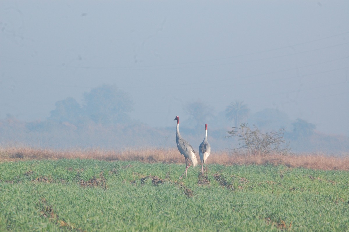 Sarus Crane - ML647397190