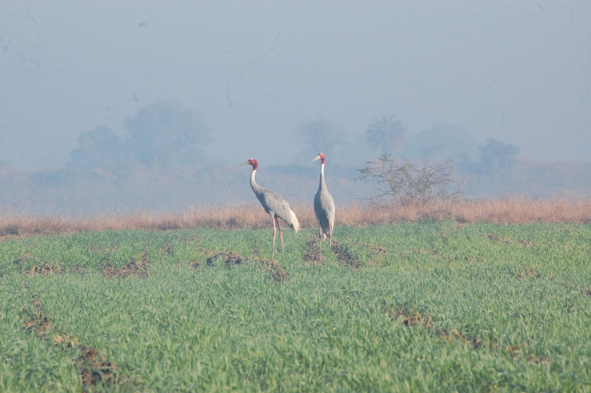 Sarus Crane - ML647397191