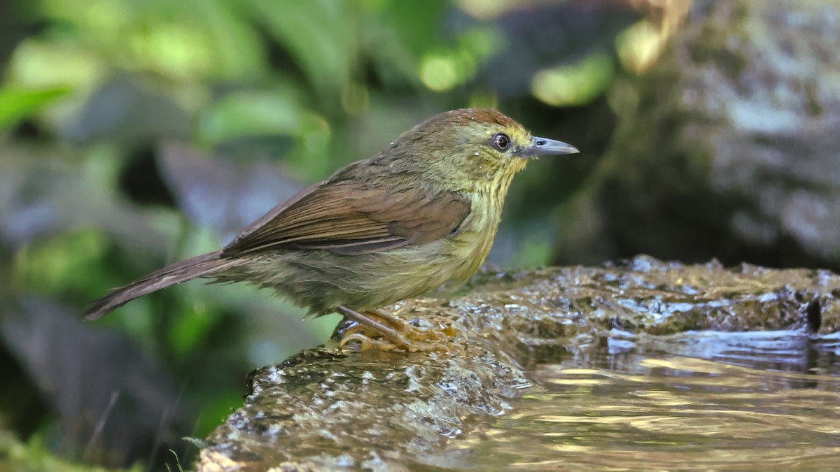 Pin-striped Tit-Babbler - ML647397192