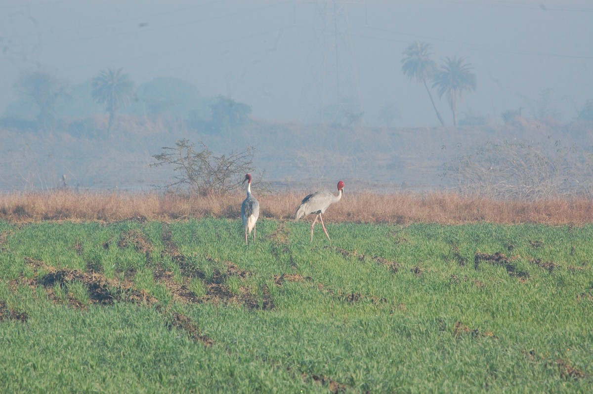 Sarus Crane - ML647397193