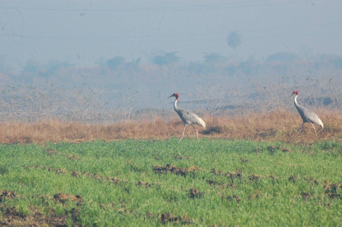 Sarus Crane - ML647397194