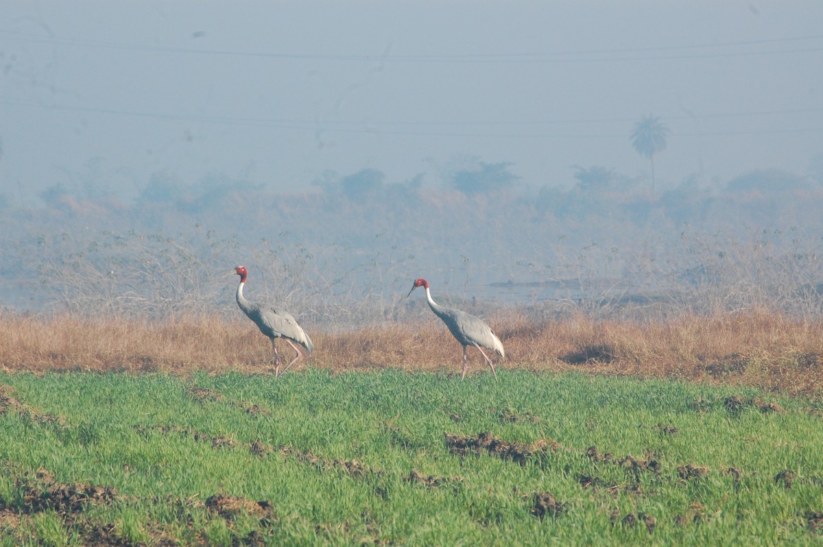 Sarus Crane - ML647397195