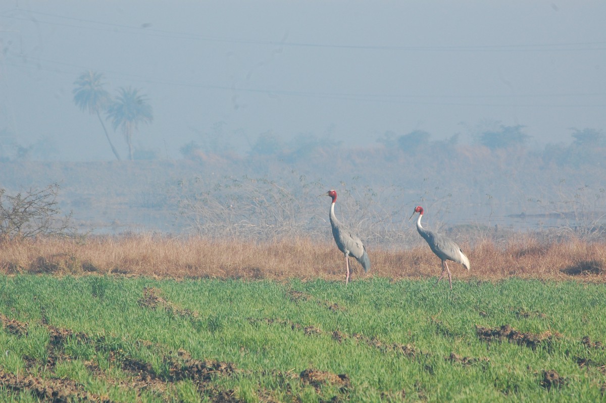 Sarus Crane - ML647397196