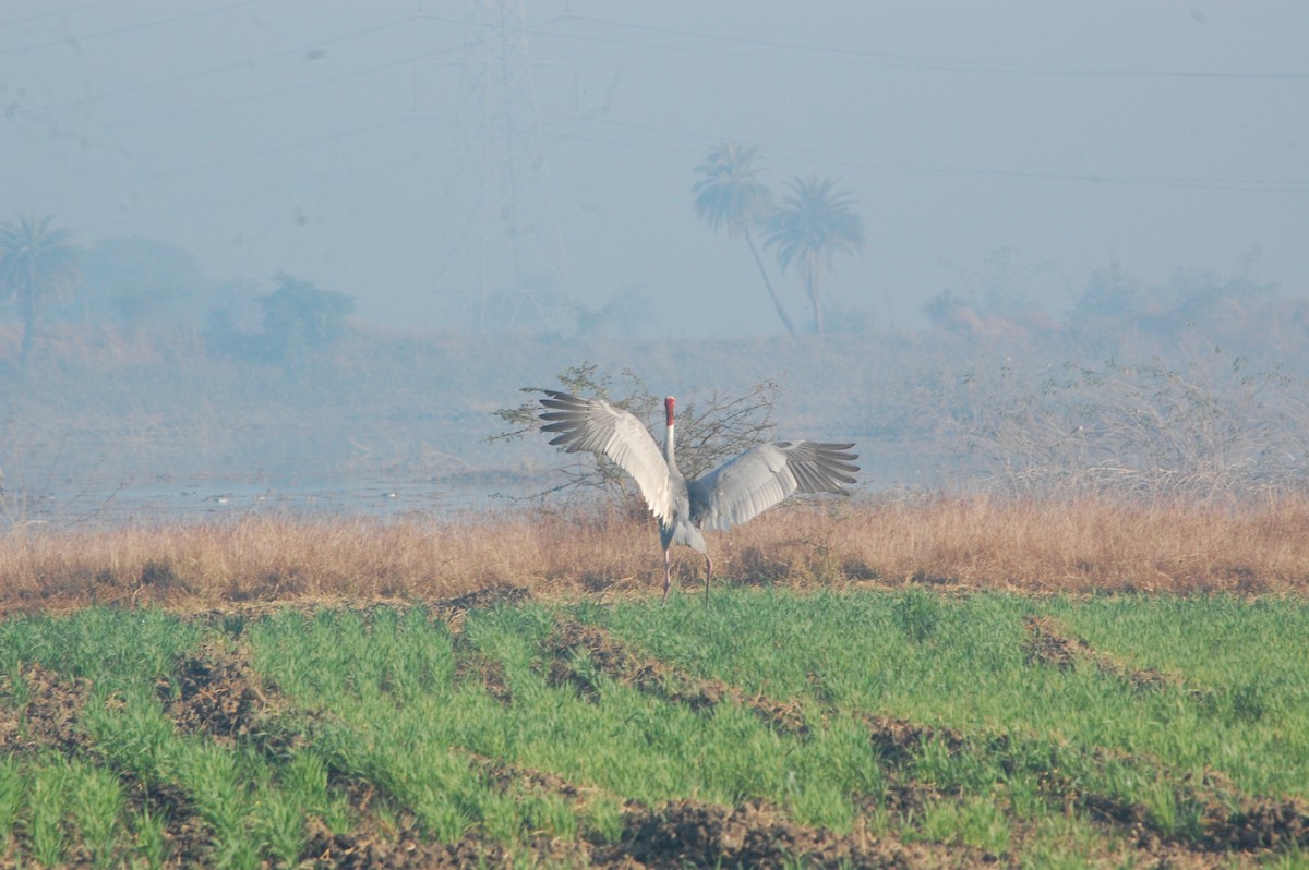 Sarus Crane - ML647397197