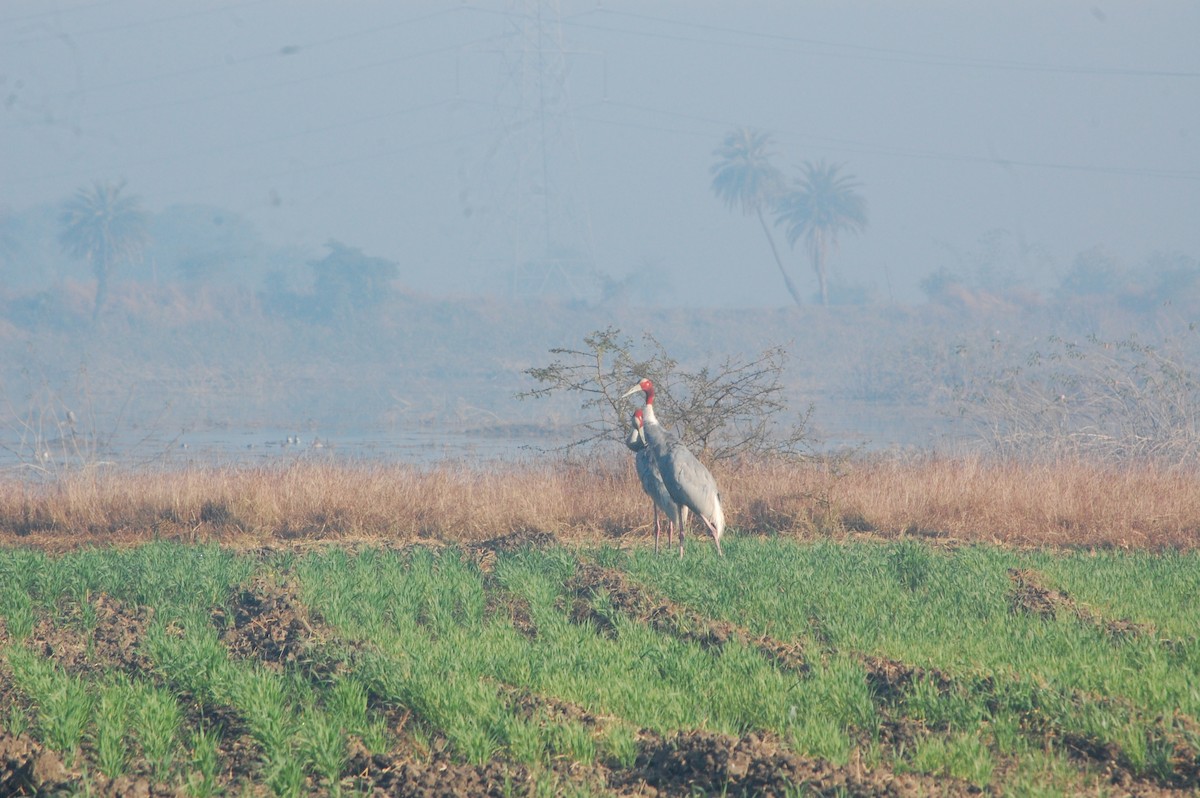 Sarus Crane - ML647397198