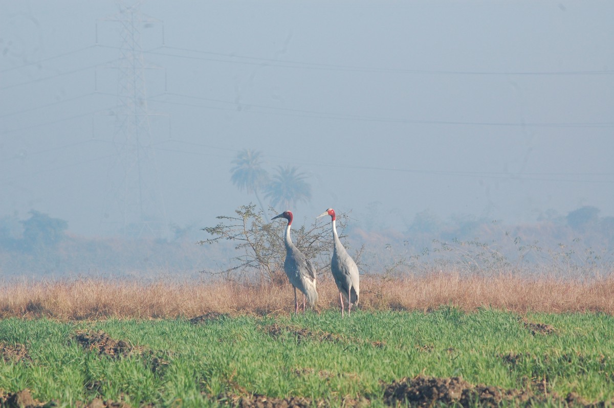 Sarus Crane - ML647397199