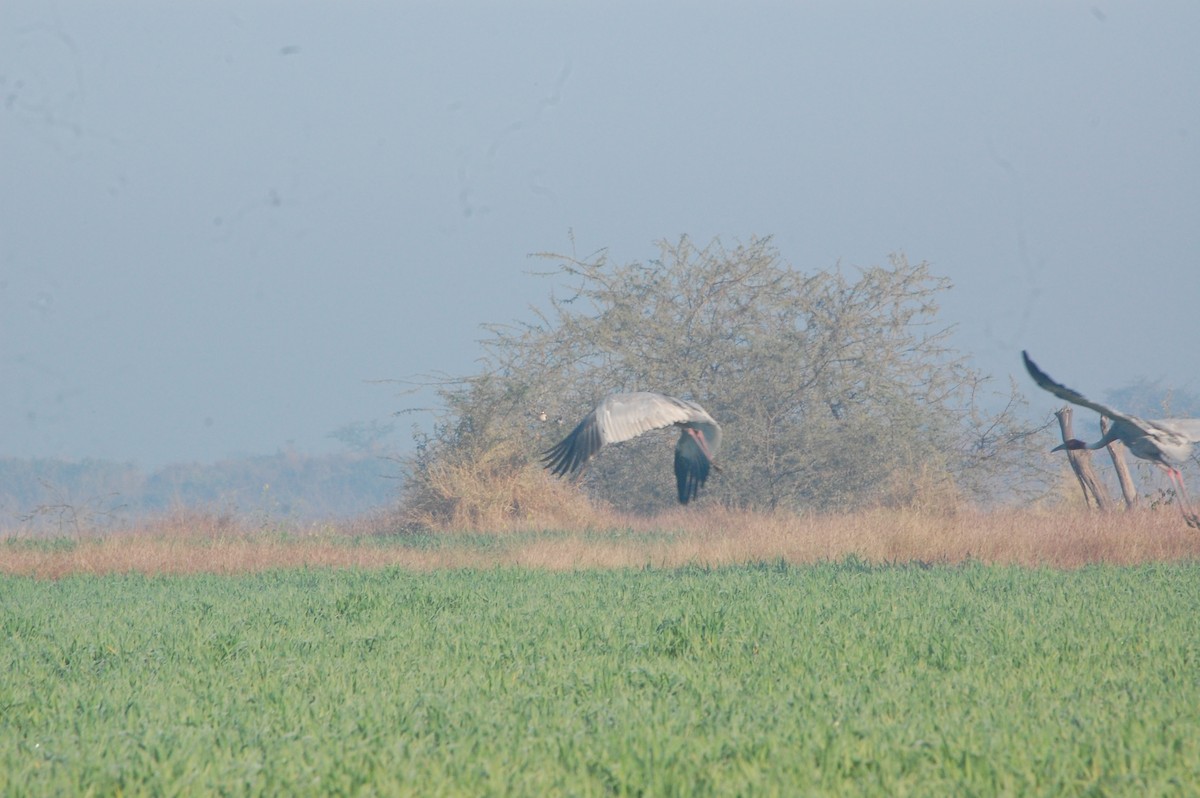 Sarus Crane - ML647397200
