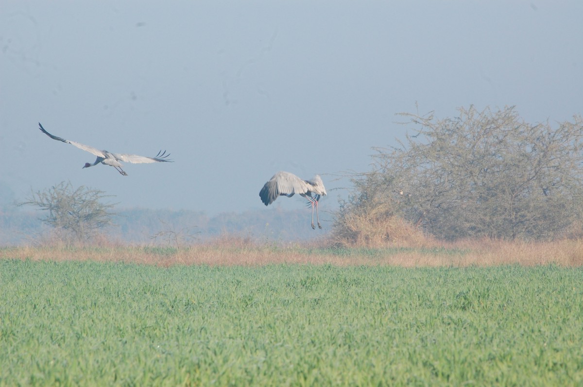 Sarus Crane - ML647397201