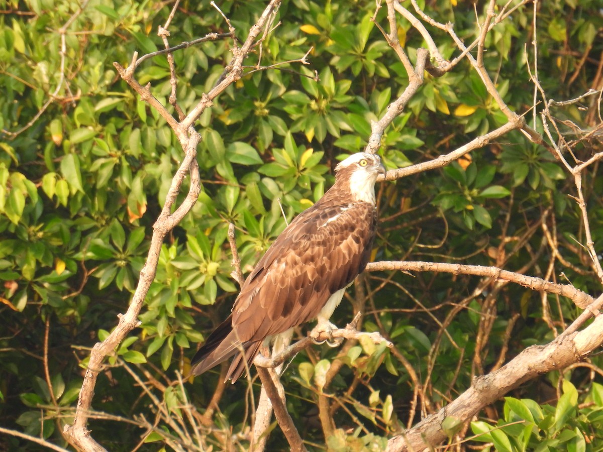 魚鷹 - ML647397204