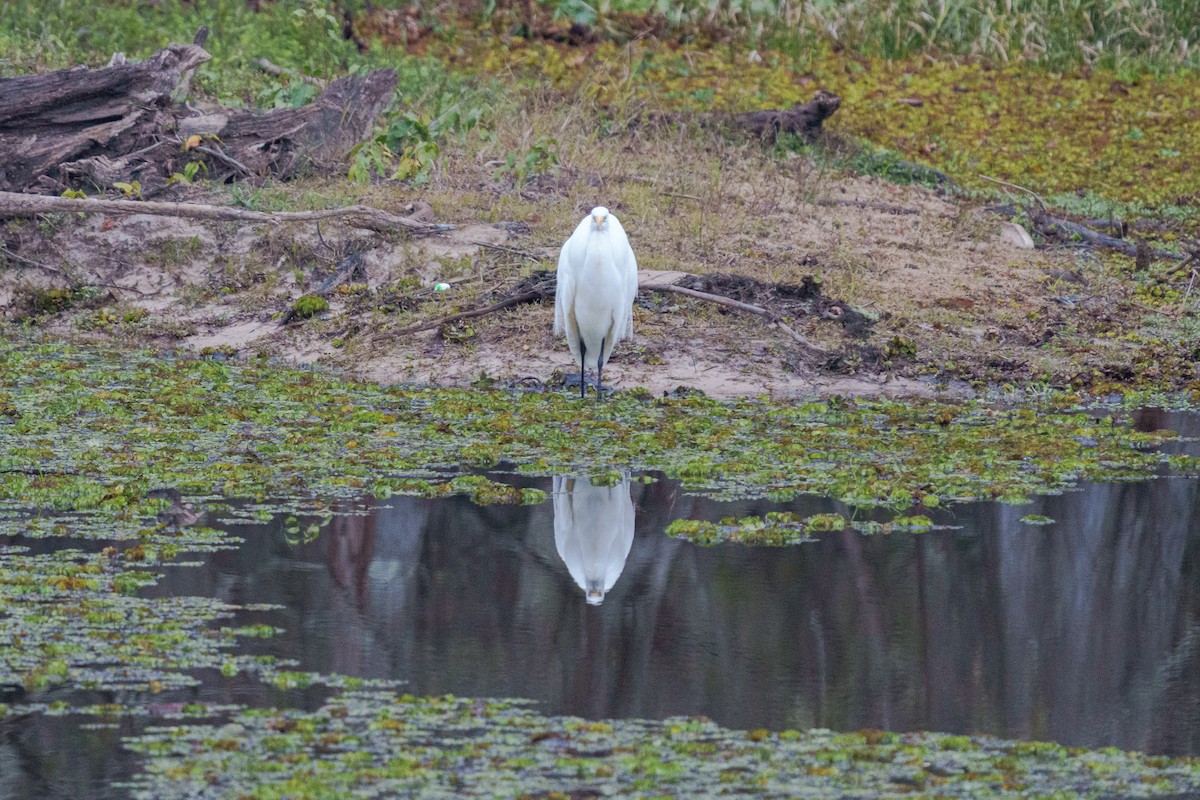 大白鷺 - ML647397206