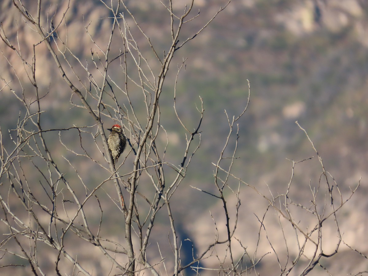 Ladder-backed Woodpecker - ML647397207