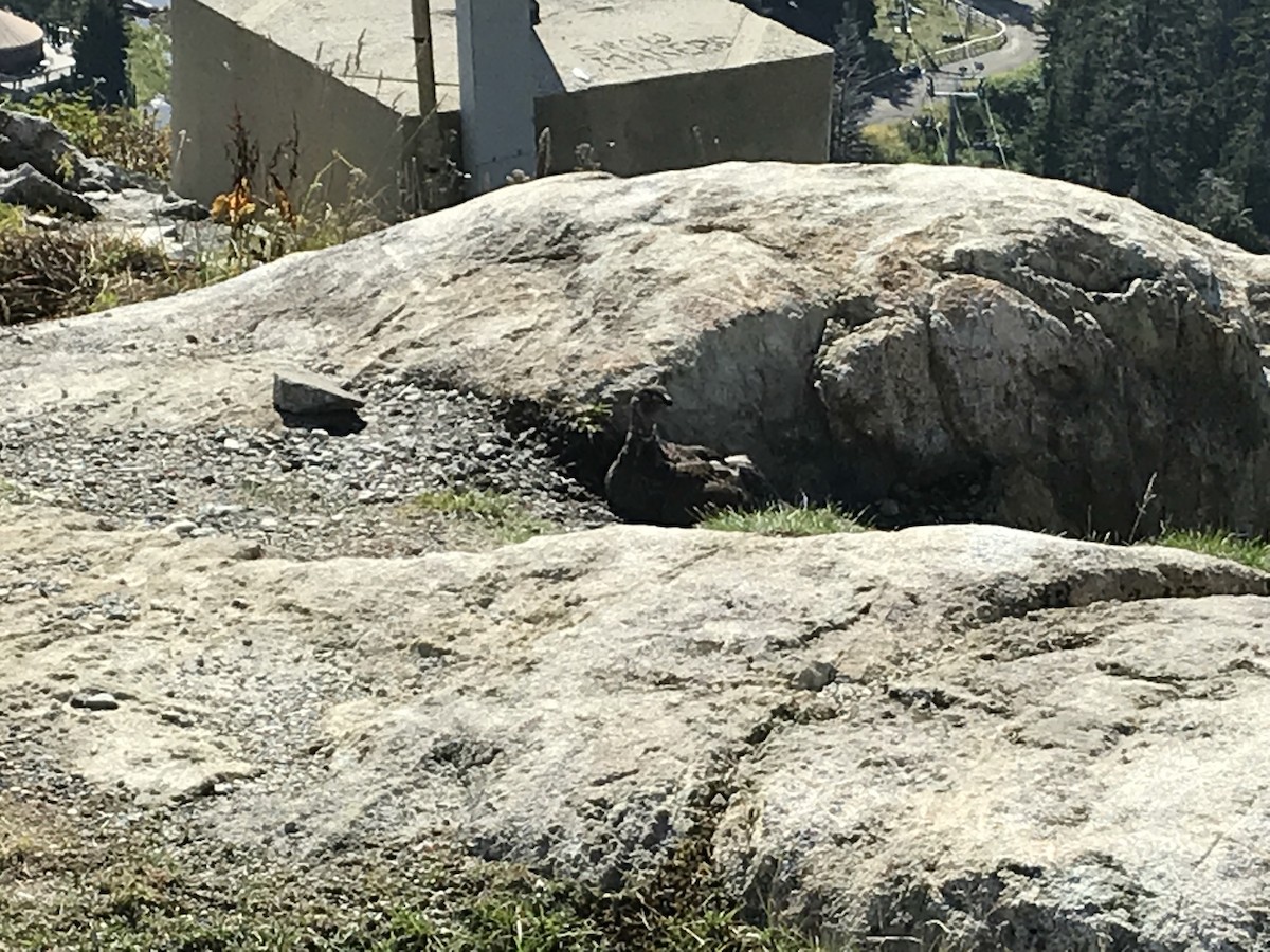 Sooty Grouse - ML647397215