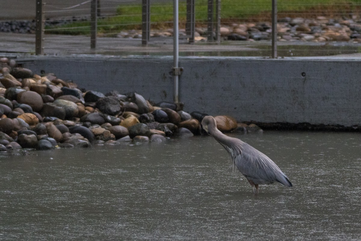 Great Blue Heron - ML647397216