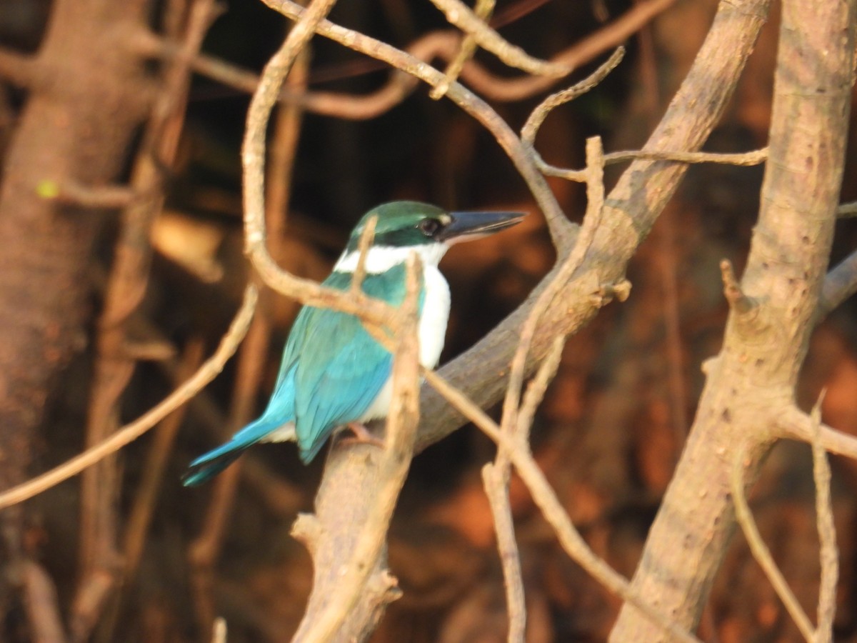 白領翡翠 - ML647397217