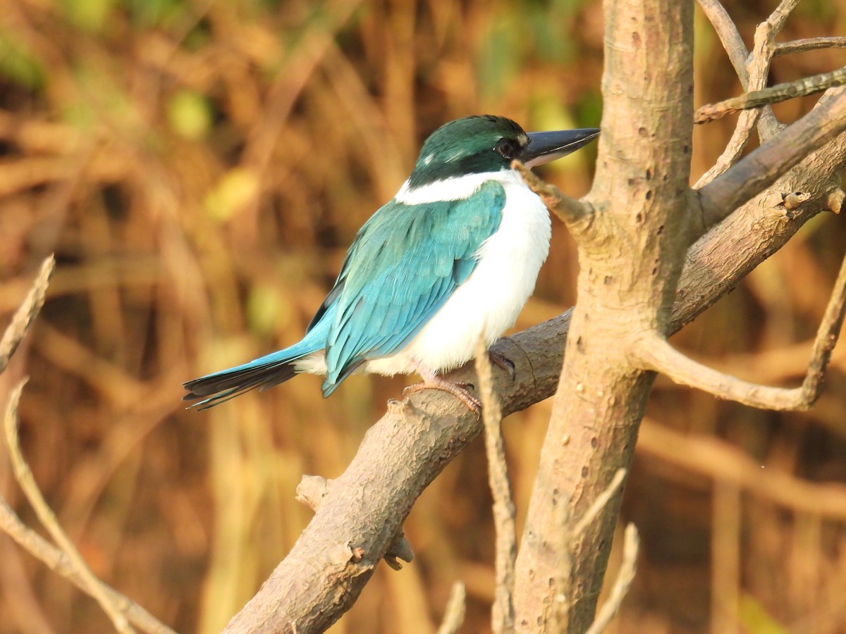 白領翡翠 - ML647397218