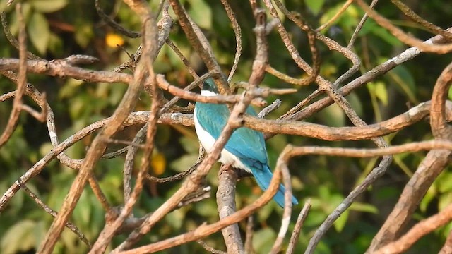 白領翡翠 - ML647397220