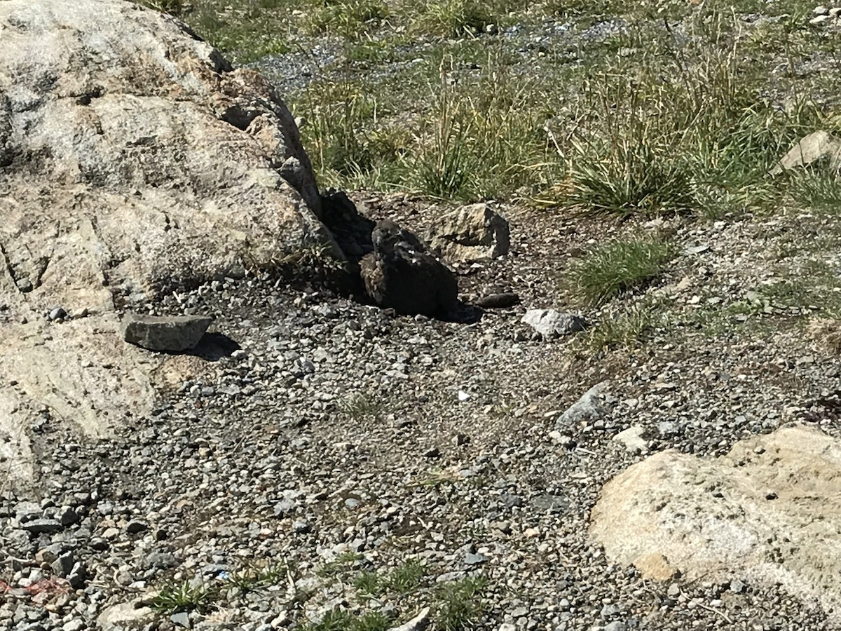 Sooty Grouse - ML647397221