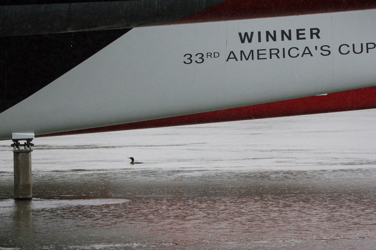 Double-crested Cormorant - ML647397223