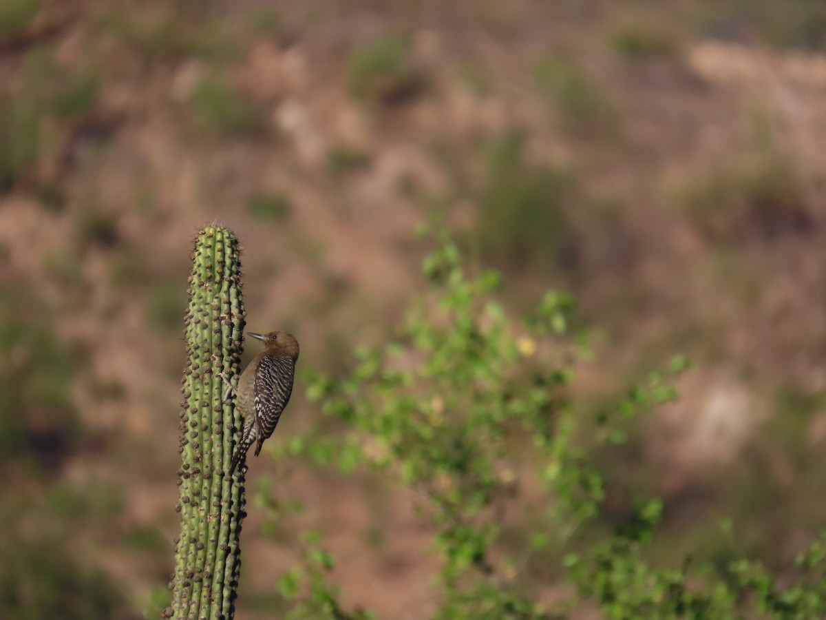 Gila Woodpecker - ML647397224