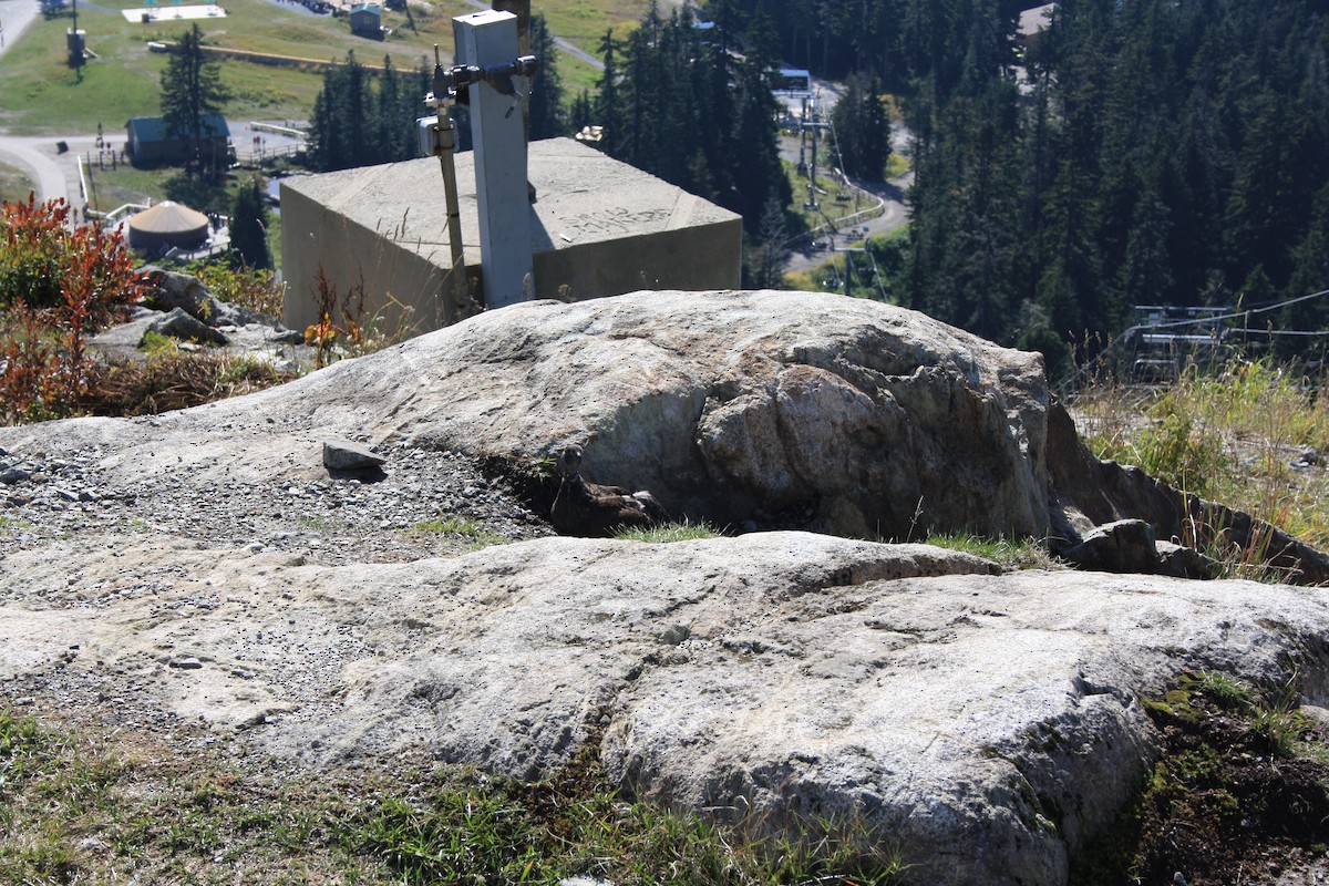 Sooty Grouse - ML647397225