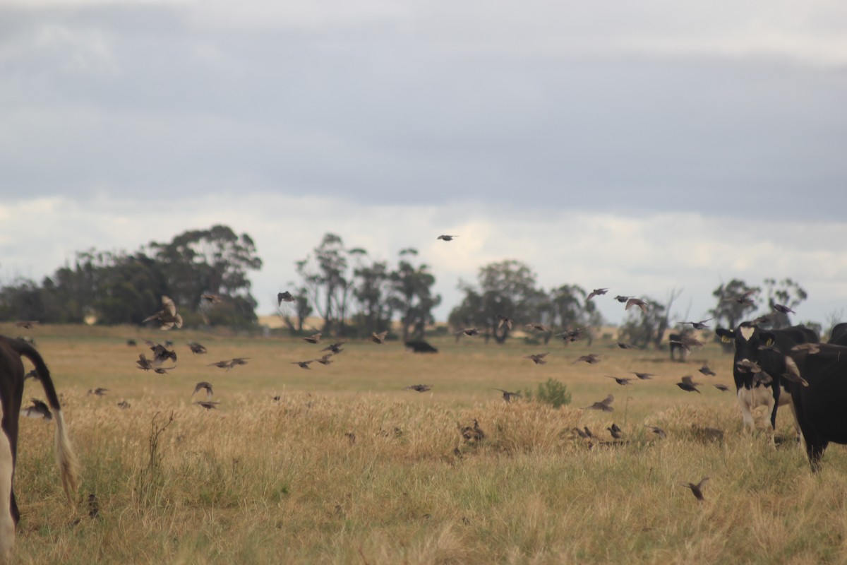 歐洲椋鳥 - ML647397226