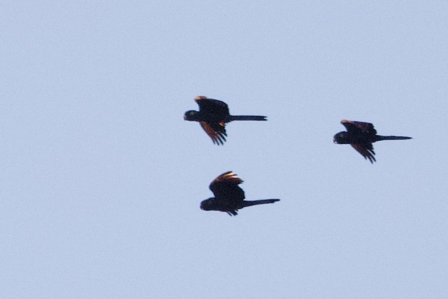 Yellow-tailed Black-Cockatoo - ML647397228