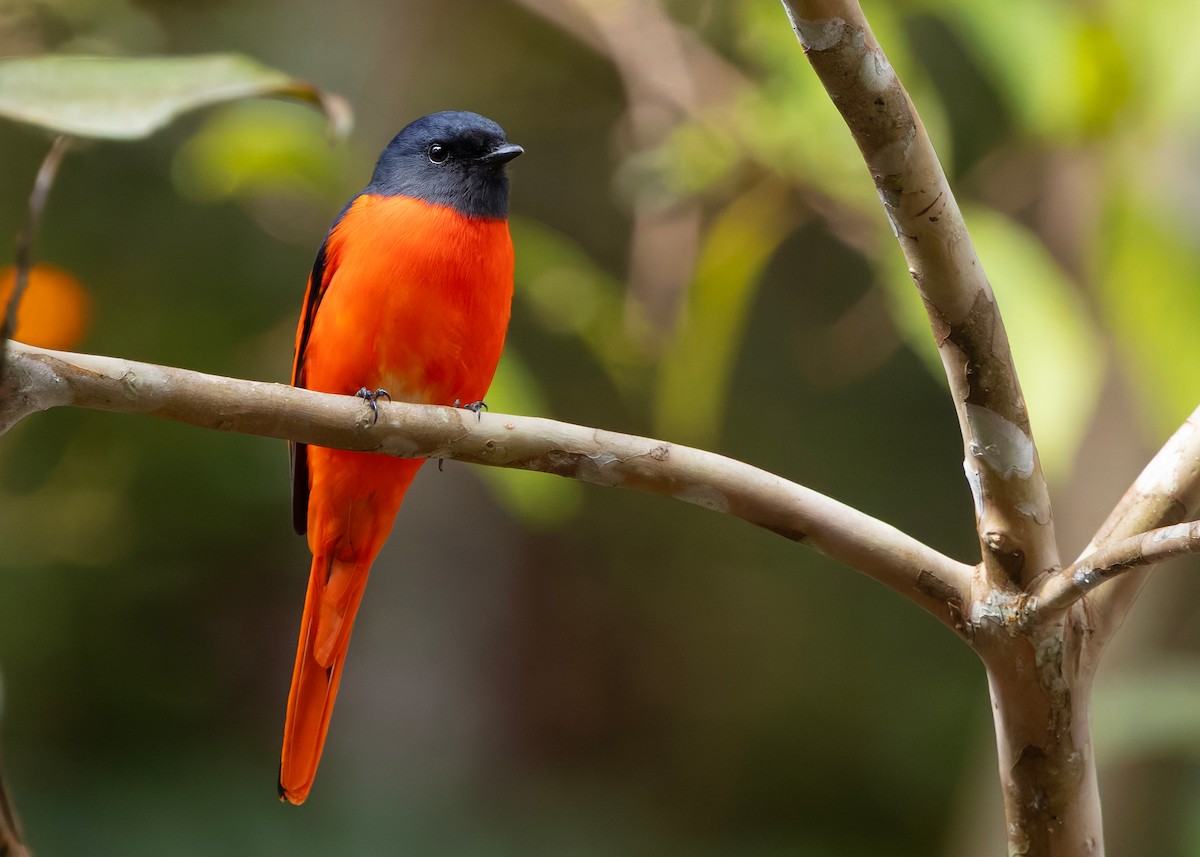 gråhakemønjefugl (montanus/cinereigula) - ML647397233