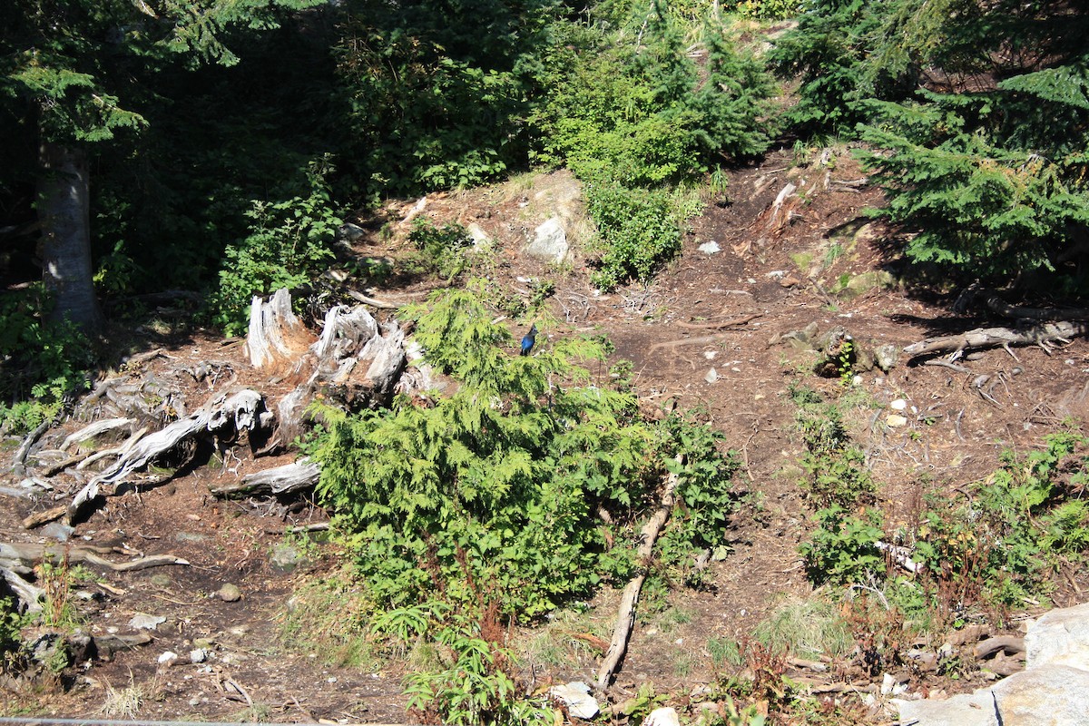 Steller Kargası - ML647397236