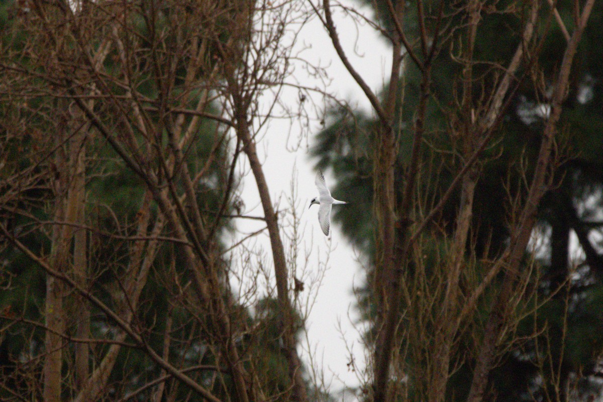 Крячок неоарктичний - ML647397238