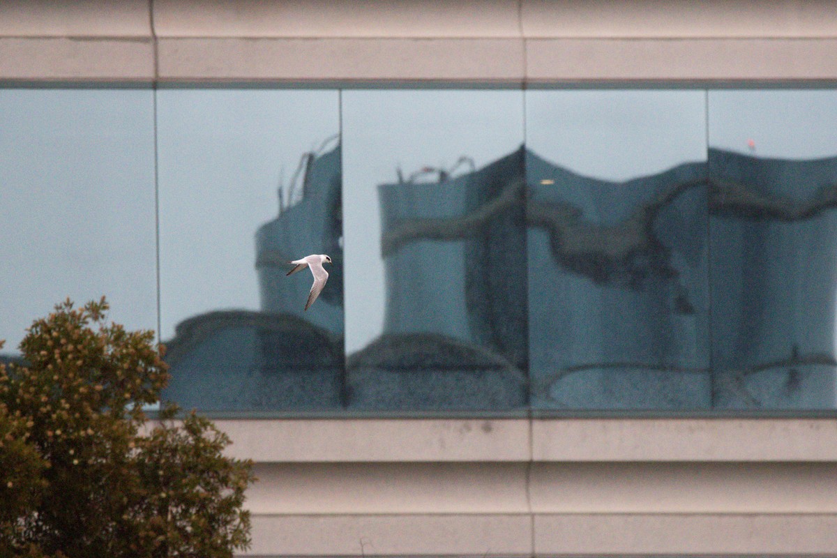 Крячок неоарктичний - ML647397239