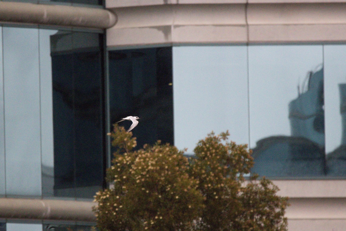 Крячок неоарктичний - ML647397240