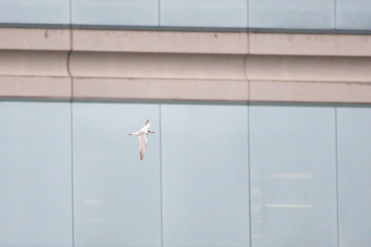 Крячок неоарктичний - ML647397241