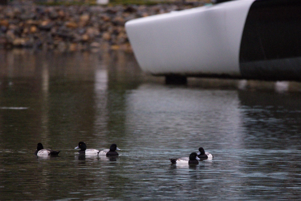 Чернь морська - ML647397245