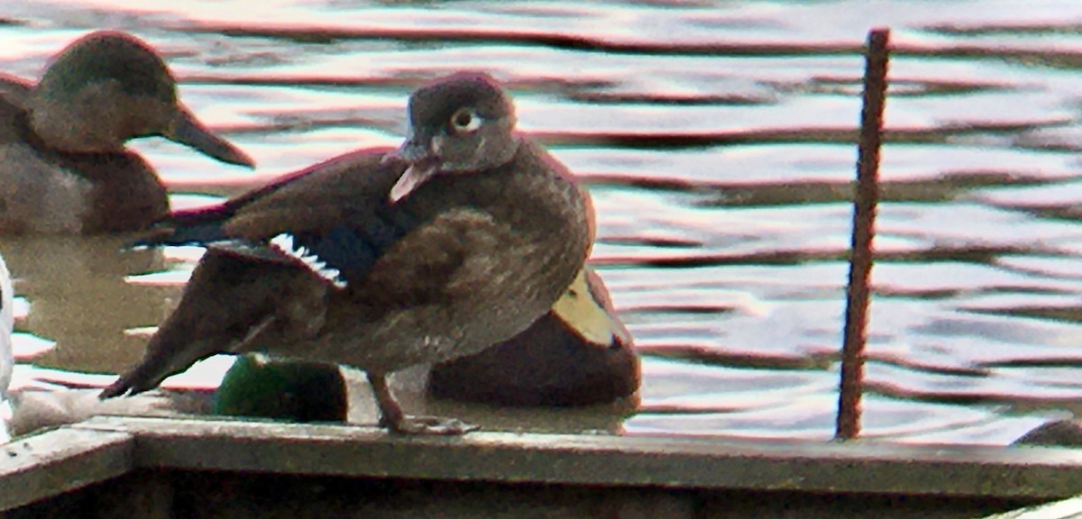 Каролінка - ML647397246