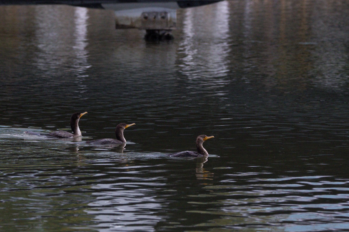 Баклан вухатий - ML647397247