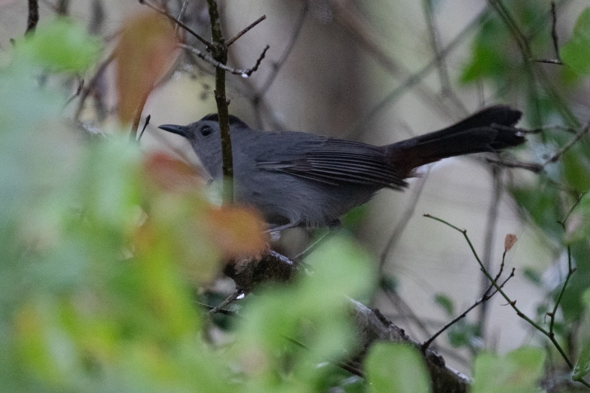 Пересмішник сірий - ML647397248