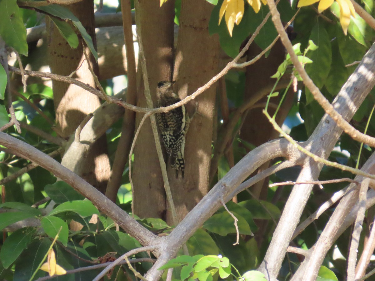 Дятел-смоктун білочеревий - ML647397249