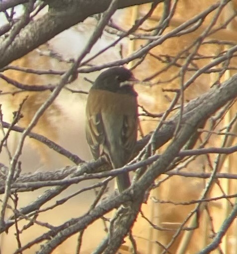 Юнко сірий [група oreganus] - ML647397250