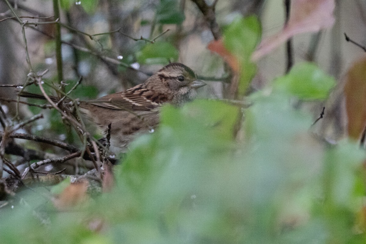 Бруант білогорлий - ML647397251
