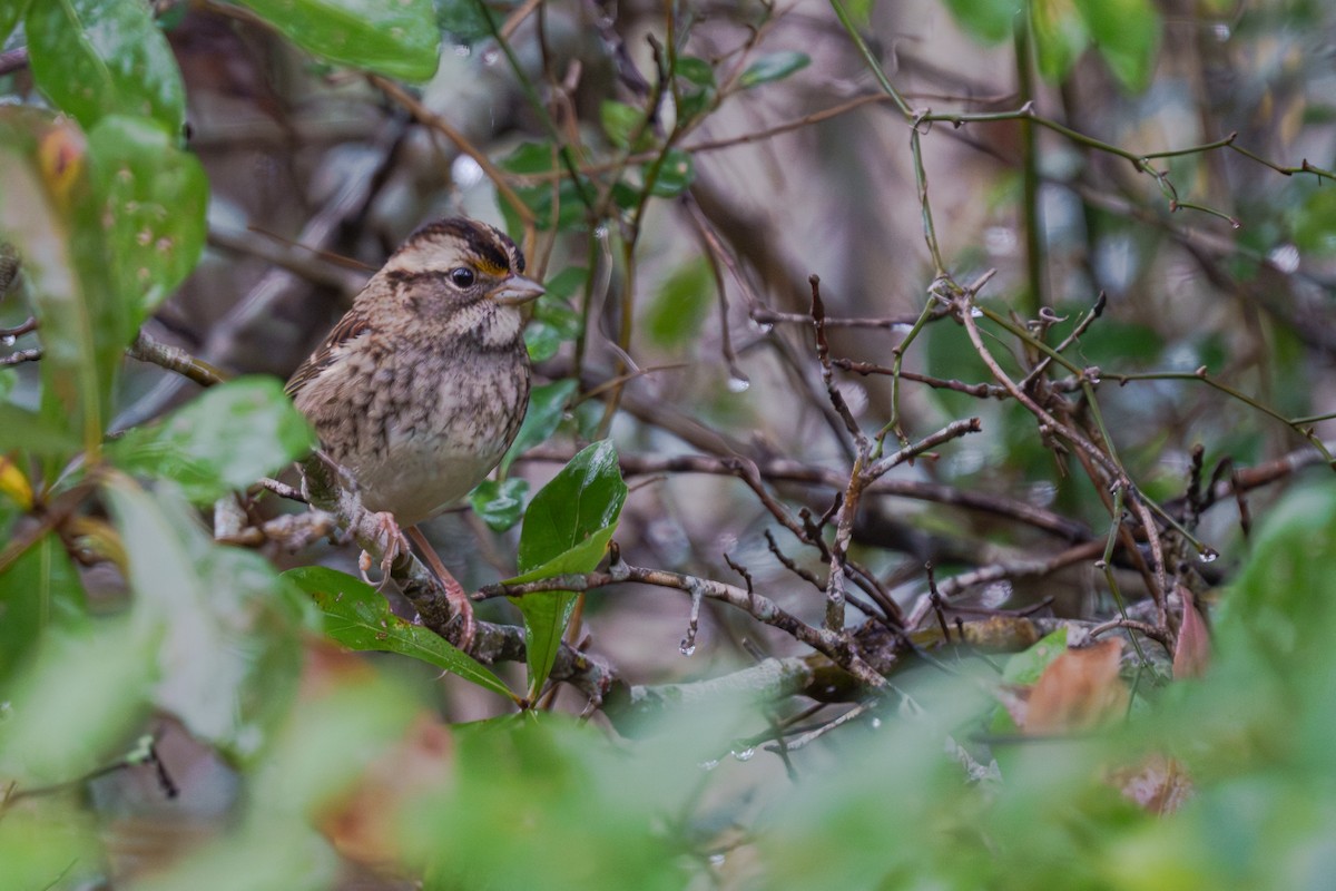 Бруант білогорлий - ML647397252