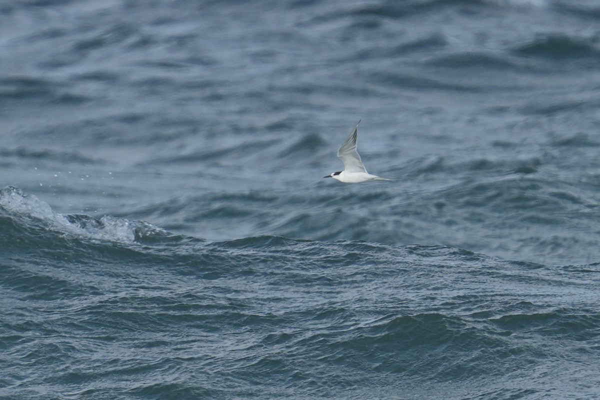 Крячок річковий - ML647397253