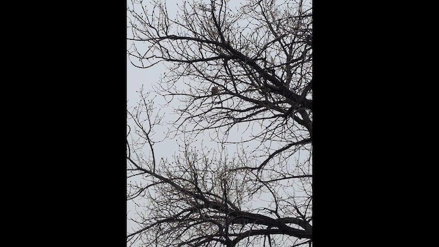 Канюк неоарктичний - ML647397254