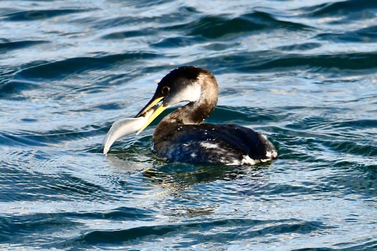 Пірникоза сірощока - ML647397255