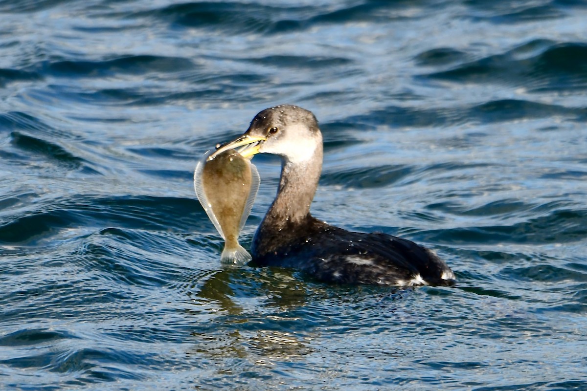 Пірникоза сірощока - ML647397256