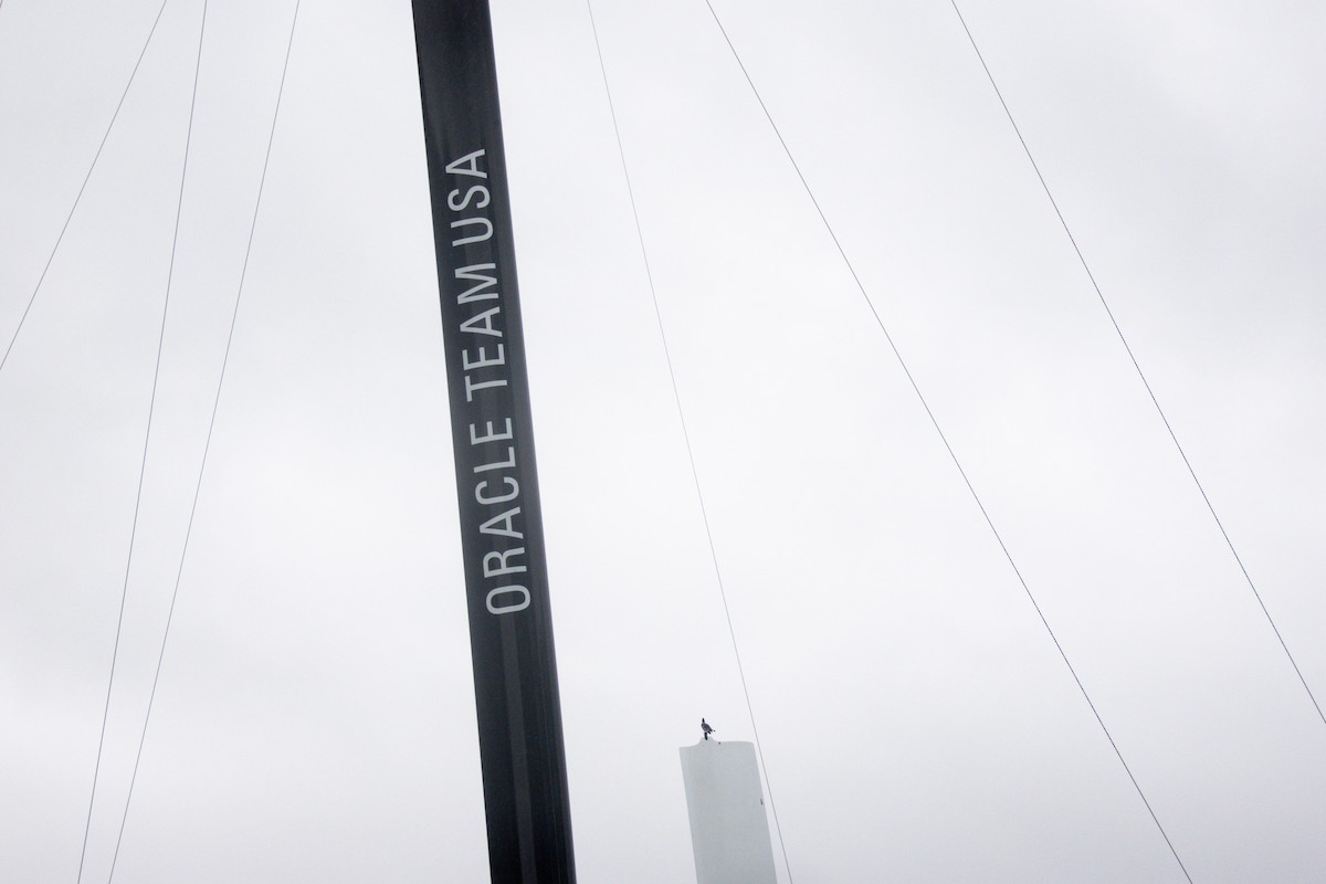 Рибалочка-чубань північний - ML647397259